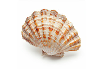 Seashell with orange stripes resting, an Animal Photo by Ylivdesign