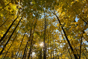 A view of tall trees with vibrant yellow leaves against a blue sky, sunlight fi, a Nature Photo by Textures & Backgrounds