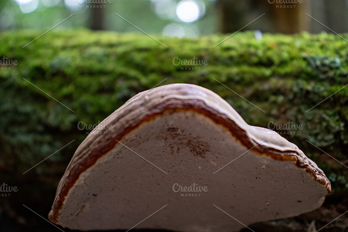 Mushrooms In The Forest Photography, a Nature Photo by Full Circle Design Studio (Photo 9 of 38)