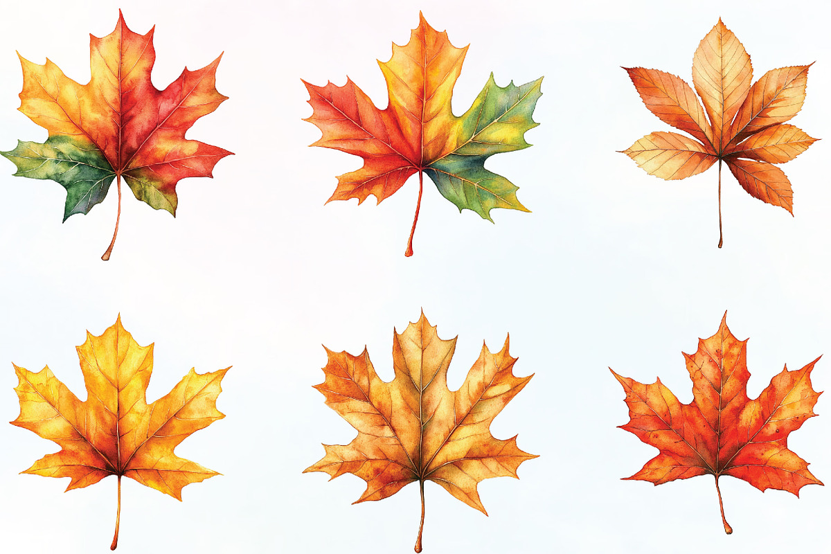Watercolor Autumn Leaf Clipart, an Illustration by CraftArtStudio (Photo 2 of 6)