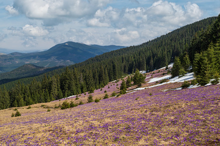 Blooming purple violet Crocus heuffelianus (Crocus vernus) alpin, a Nature Photo by YuriyB