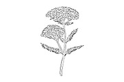 Yarrow Wild Edible Plant Drawing, a Decorative Illustration by patrimonio (Thumbnail 1 of 3)