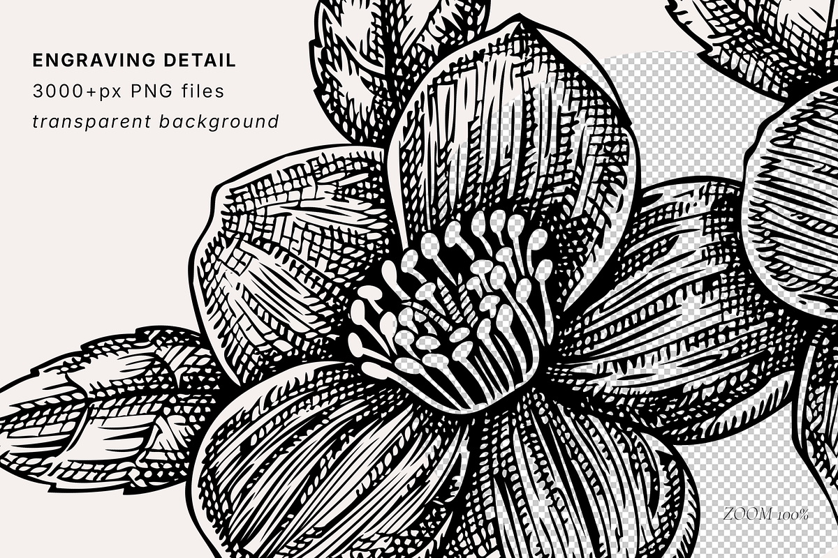 Poisonous Plant Vector Illustrations, an Object Graphic by Yevheniia (Photo 9 of 11)