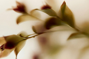 Dreamlike Botanical Abstract, a Nature Photo by Virgo Studio