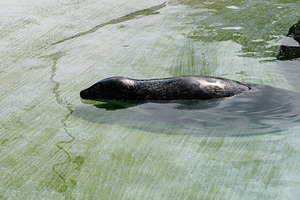 Harbor seal swimming in a serene pool in Reykjavik, Iceland, among calm surroun, a Photo by AS photostudio