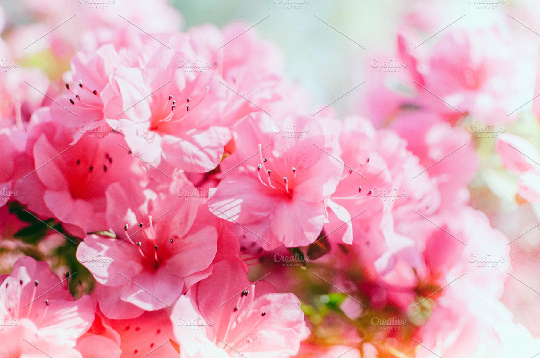 Pink Azaleas