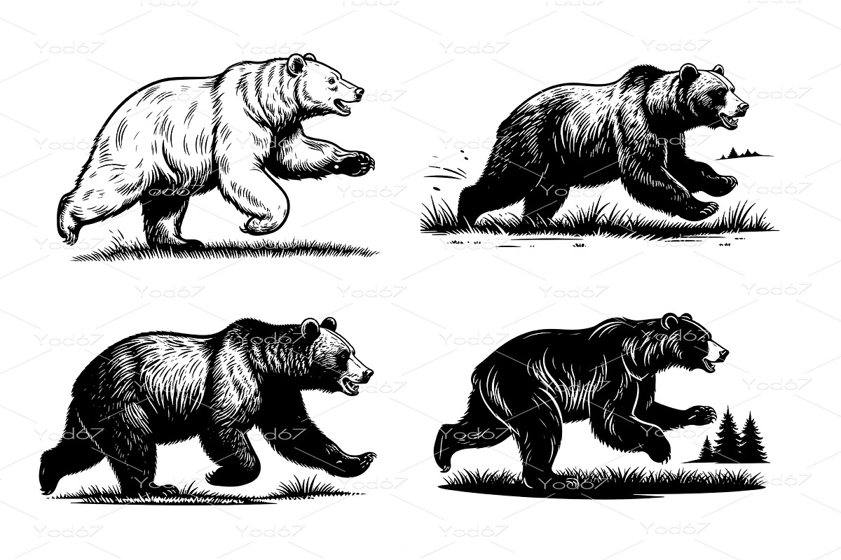 Vector set of dynamic grizzly bear, an Animal Illustration by yod67