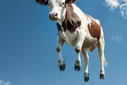116 Flying animals, an Animal Photo by Handmadefont (Thumbnail 50 of 119)