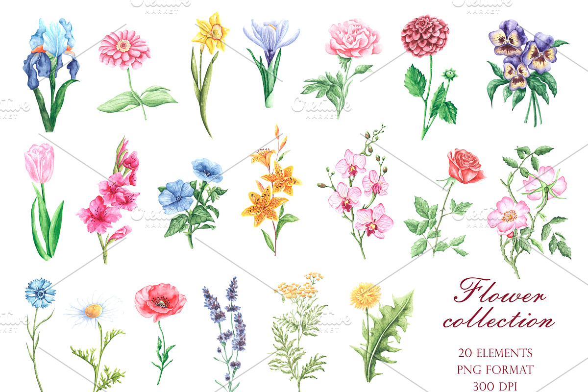Blooming flowers watercolor clipart., an Illustration by SabinaWatercolorArt (Photo 2 of 8)