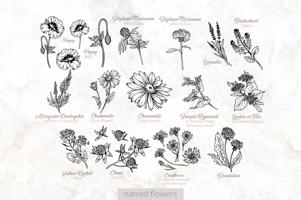 Flowers Line Art. Floral Clipart, a Decorative Illustration by ilonitta (Photo 4 of 11)