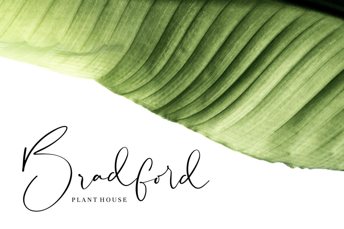Sheridan - Signature Font preview 3