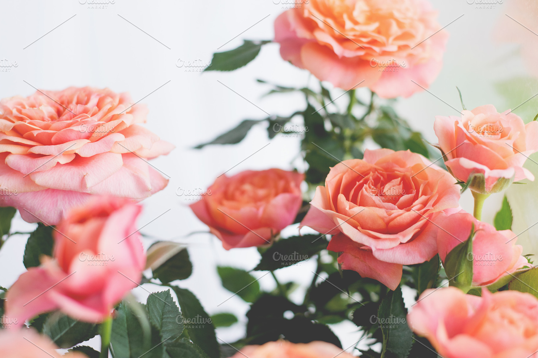 Peach roses featuring flowers, roses, and rose, a Nature Photo by René Jordaan Photography