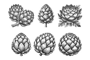Artichoke engraving set vector, a Food Illustration by AlexArt