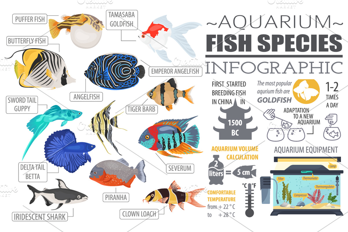 Freshwater aquarium fish BIG SET, an Animal Illustration by pet