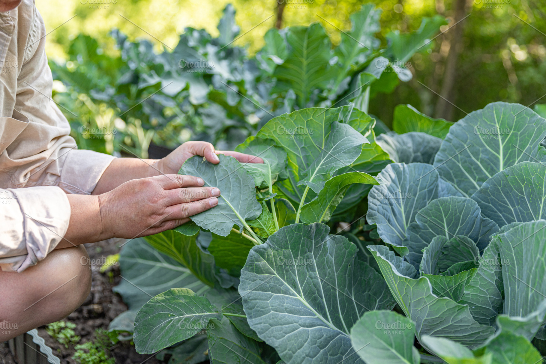 Farmer examining collard, a Food & Drink Photo by Grafvision photography