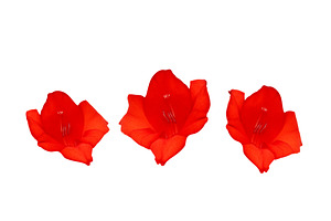 Scattered red flowers petals, a Nature Photo by Pakosta