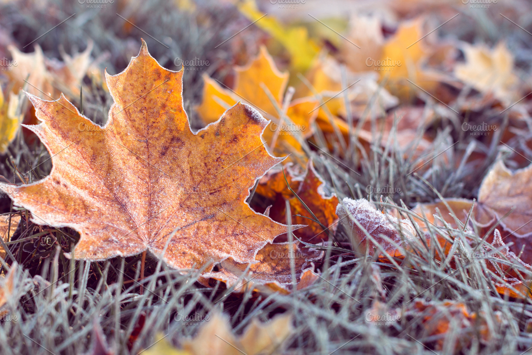 Winter is coming, a Nature Photo by Eni_fly
