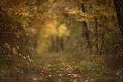 Woodland Path Digital Backdrop, a Layer Style Add-On by Wild Honey Design Co. (Thumbnail 2 of 2)
