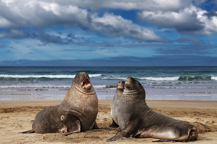 Wild sea lions, an Animal Photo by Shop Name