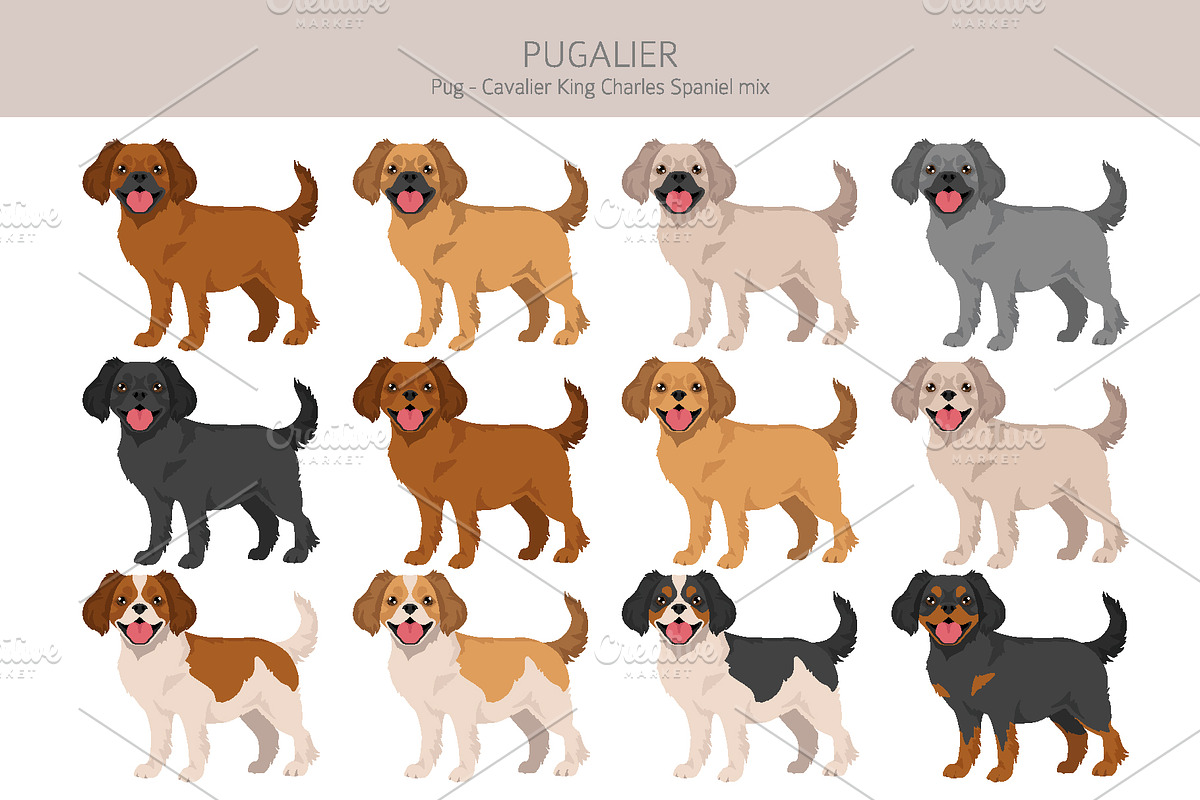Pugalier (Cavapug) dog mix, an Animal Illustration by pet design shop (Photo 2 of 6)
