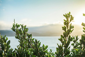 Plant and sea illuminated by the sun