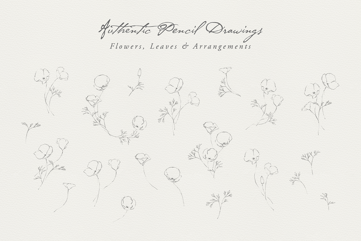 California Poppy Pencil Drawings, an Illustration by Greta Ivy (Photo 2 of 6)