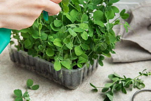 Gardener watering microgreens of pea shoots growing in container, a Food & Drink Photo by Olena Rudo
