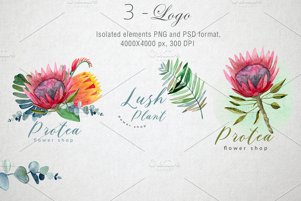 Watercolor Protea set, a Decorative Illustration by annasokol_ (Photo 5 of 8)