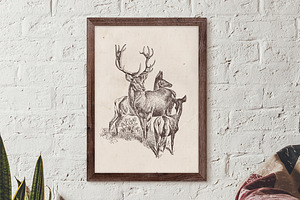 Wild Animals Engravings