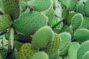 prickly pear cactus background, a Nature Photo by AlexZaitsev