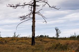 Lone dead tree on the way to the top of the mountain, a Nature Photo by Bepslabor