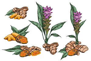 Turmeric plant flower and root, an Object Illustration by Sabelskaya