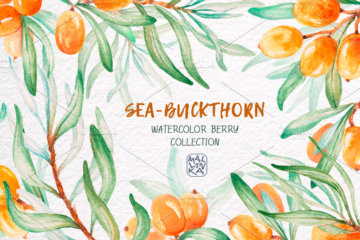 Sea-buckthorn, watercolor collection, an Illustration by Mallinka (Photo 1 of 11)