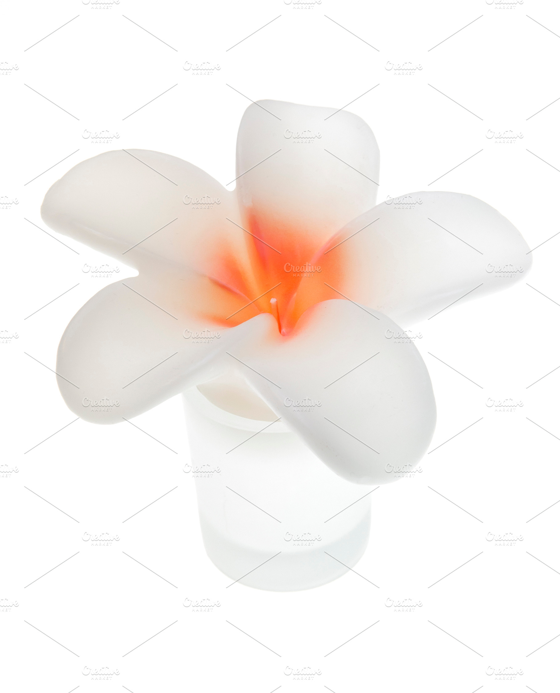 Wax Flower, a Beauty & Fashion Photo by THP Creative
