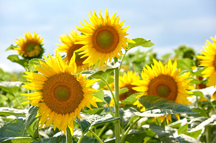 Sunflower, a Photo by Peopleimages.com