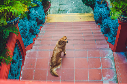 dog at the gate of the Buddhist, a Nature Photo by Elizaveta Galitskaya