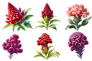 Watercolor cockscomb Clipart, an Illustration by Designworld (Thumbnail 4 of 5)