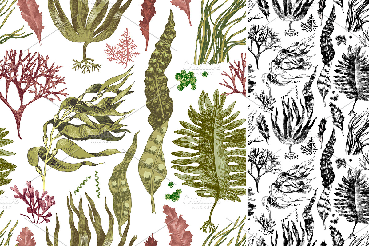 Hand drawn edible seaweeds, a Decorative Illustration by handsketched (Photo 4 of 7)