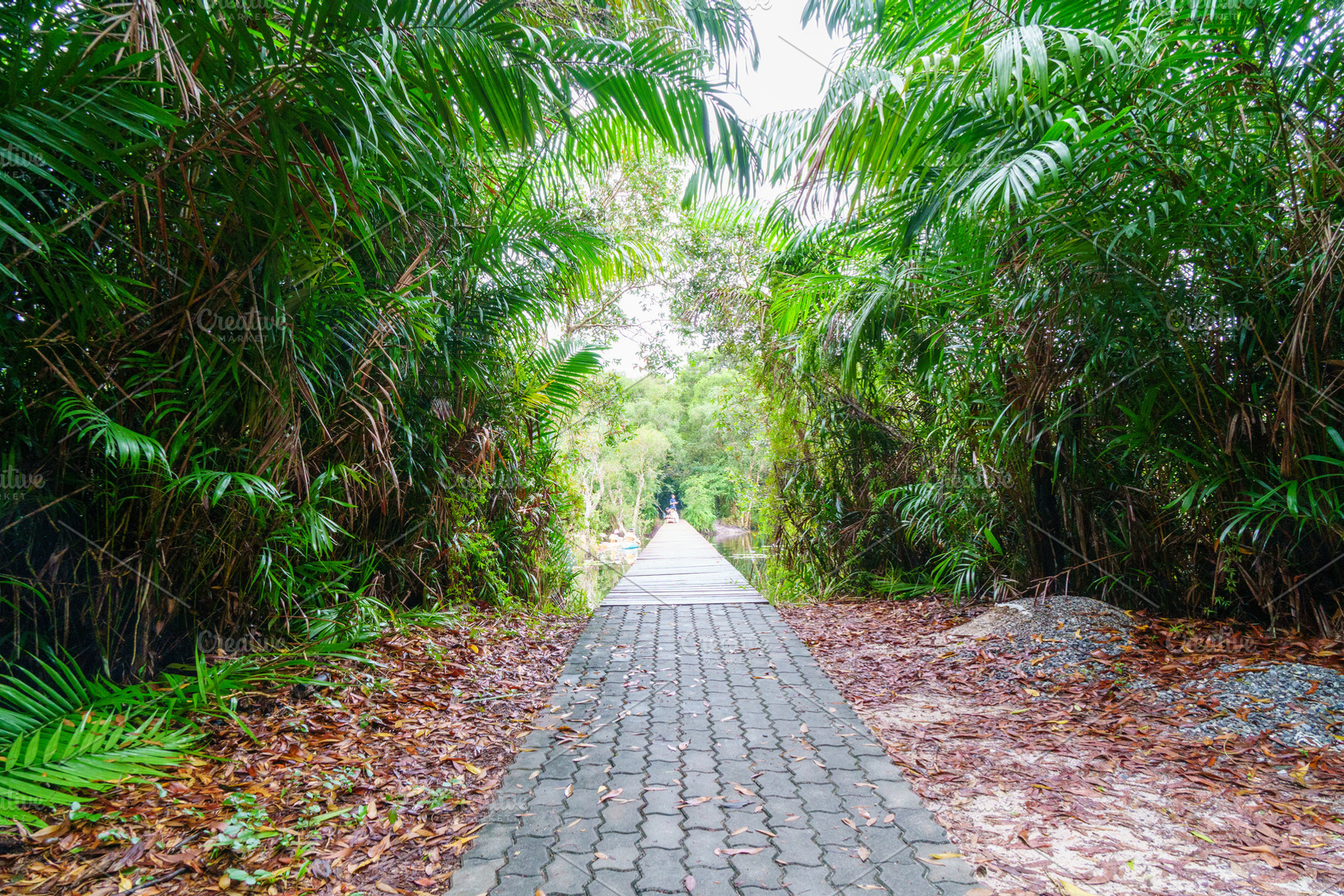 serene pathway through lush greenery leads to tranquil destination, a Nature Photo by a454