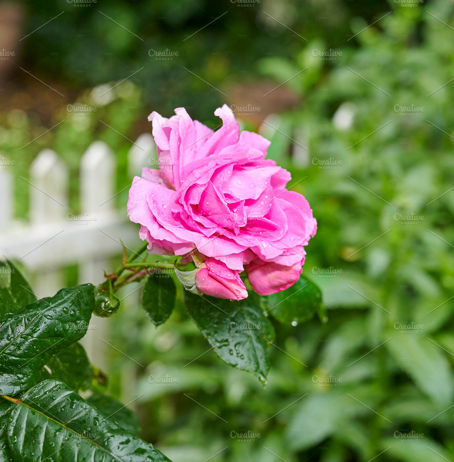 Pink rose in the garden, a Photo by Peopleimages.com