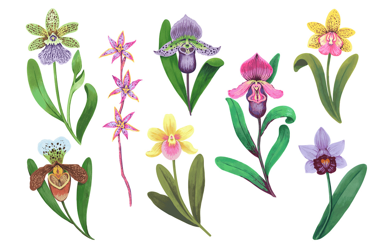 Crazy orchids. Vector patterns., a Pattern Graphic by Robusta (Photo 14 of 17)