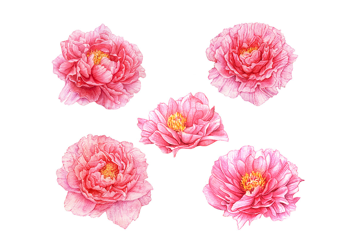 Watercolor Pink Flowers, an Illustration by Katya Zlobina (Photo 9 of 9)