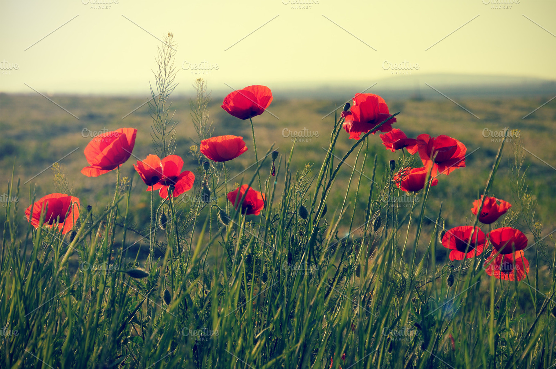 Poppy flowers
