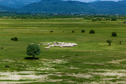 A flock of sheep grazes in a meadow, an Animal Photo by Photostock