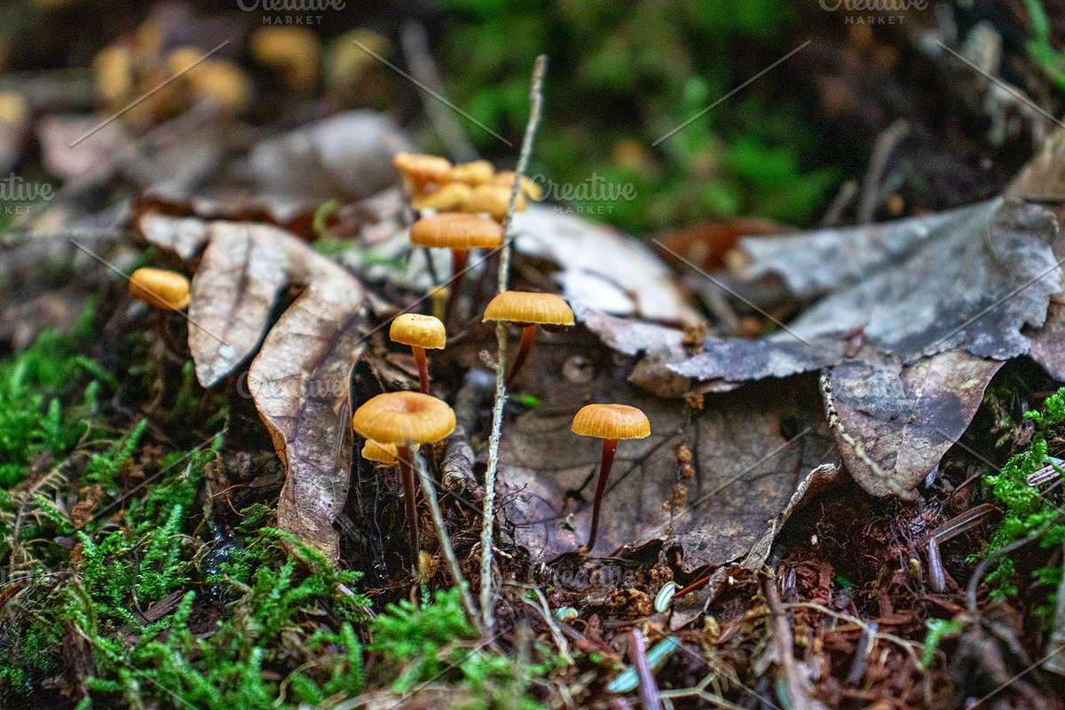Mushrooms In The Forest Photography, a Nature Photo by Full Circle Design Studio (Photo 31 of 38)
