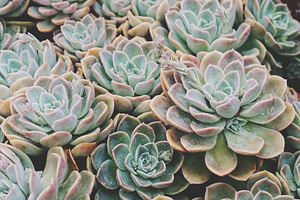 Rock rose rosette succulent photo, a Nature Photo by René Jordaan Photography