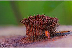 Chocolate tube slime mold -, an Animal Photo by Lukas Jonaitis SHOP