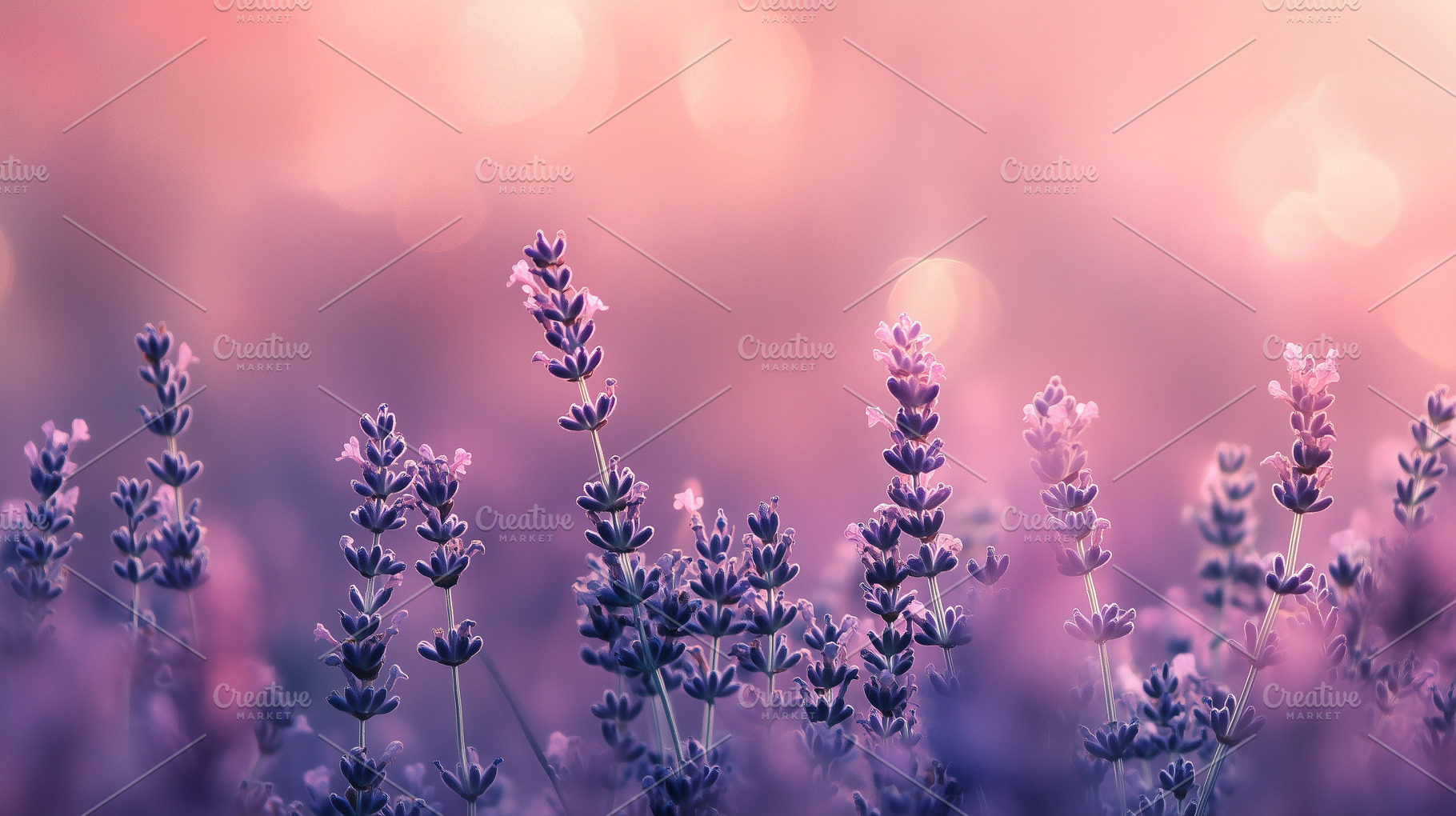 Dreamy close up of blooming lavender, a Nature Photo by MistyDay