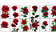 Red Rose Floral Premium PNG, a Decorative Illustration by Graphicspixel (Thumbnail 4 of 4)