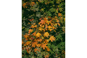 Vertical autumn background with